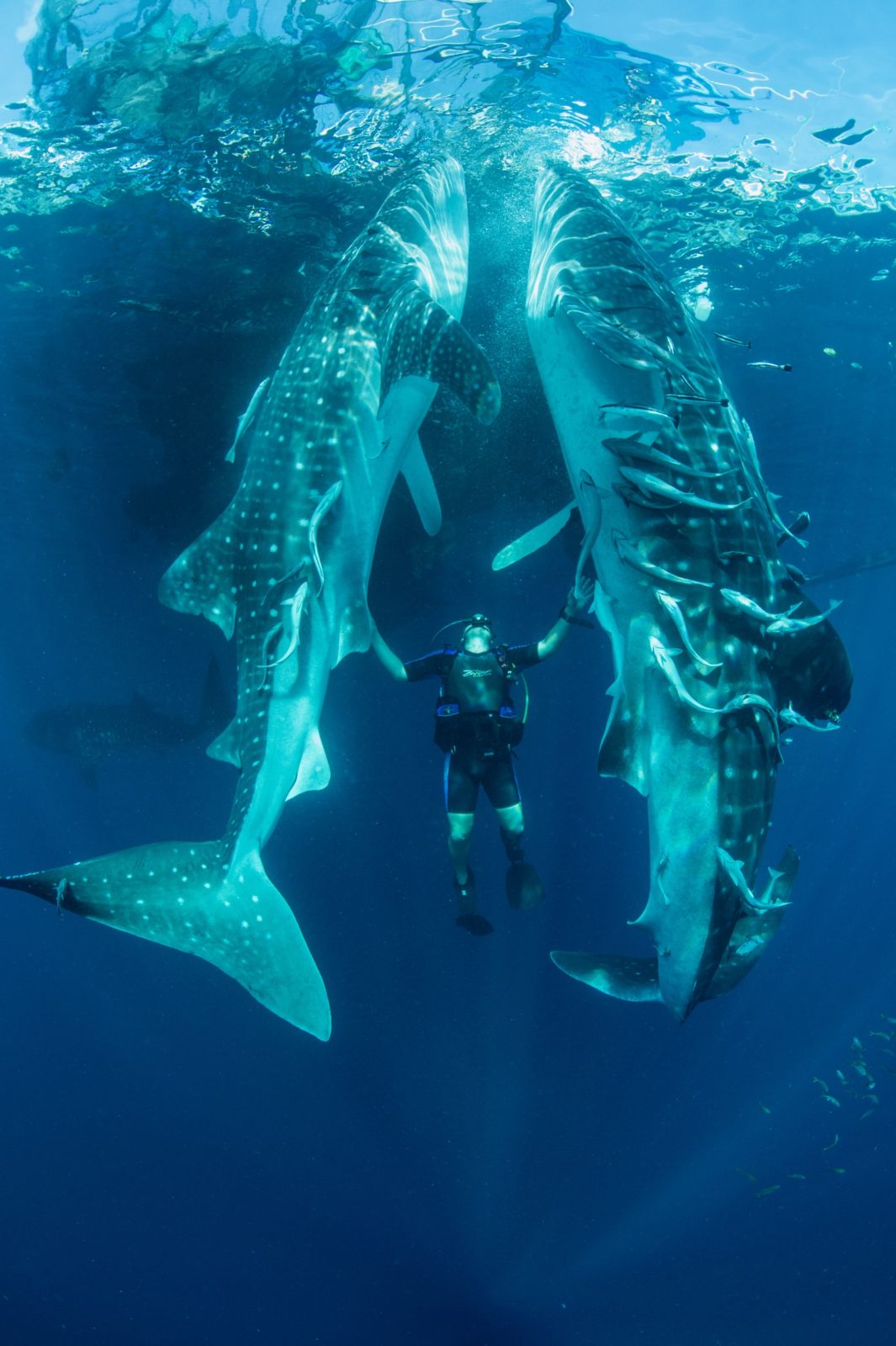 Swim with Whale Sharks