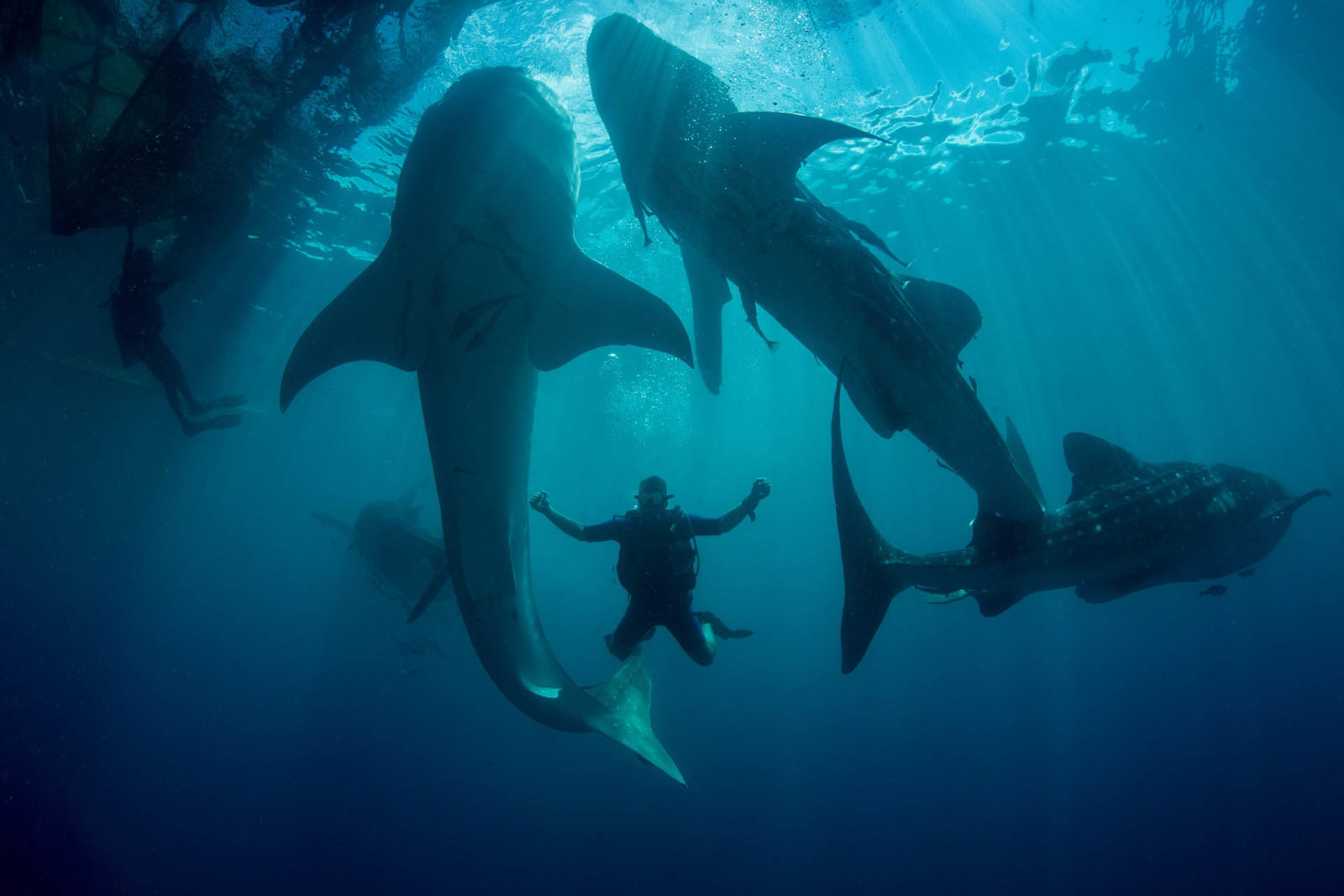 Best Place to Dive with Whale Sharks | Raja Ampat | Hello Papua