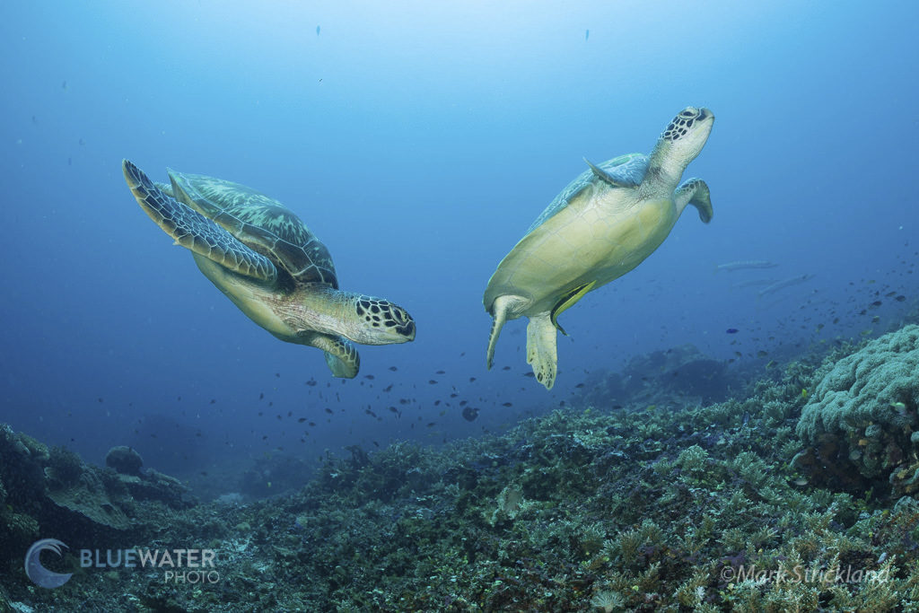 Turtles in the Passage Diving